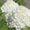White Wedding Hydrangea - 3 Gallon Pot -Garden Plant Seeds Hydrangea White Wedding Closeup 5 x750