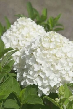 White Wedding Hydrangea - 3 Gallon Pot