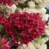 Diamond Rouge Hydrangea - 3 Gallon Pot -Garden Plant Seeds Hydrangia Diamond Rouge 3