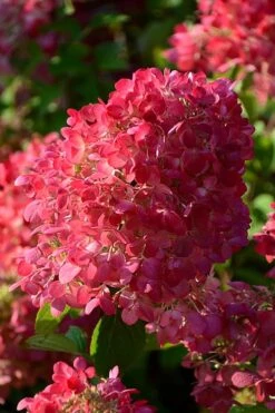Diamond Rouge Hydrangea - 3 Gallon Pot -Garden Plant Seeds Hydrangia Diamond Rouge 5