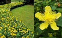 Creeping St Johns Wort - Hypericum Calycinum - 18 Pack Of Pint Pots -Garden Plant Seeds Hypericum Calycinum 2