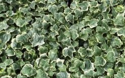 Anne Marie White Variegated Ivy (Hedera Helix) - 6 Pack Of 2.5" Pots -Garden Plant Seeds Ivy Anne Marie
