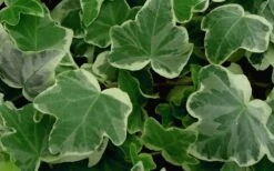 Anne Marie White Variegated Ivy (Hedera Helix) - 6 Pack Of 2.5" Pots -Garden Plant Seeds Ivy Anne Marie 50