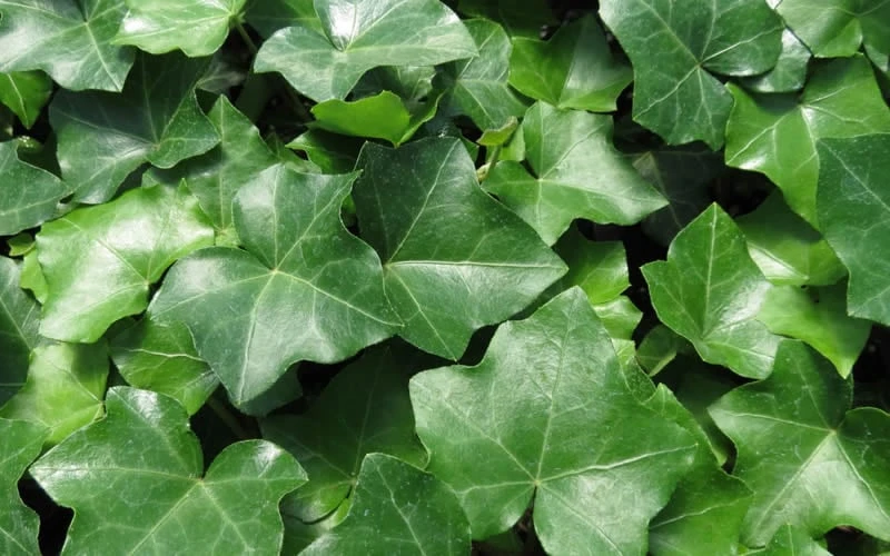 English Ivy (Hedera Helix) - 36 Pack Of 3.5" Pots 5 English Ivy (Hedera Helix) - 36 Pack Of 3.5" Pots - Image 4