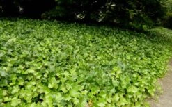 English Ivy (Hedera Helix) - 36 Pack Of 3.5" Pots 10 English Ivy (Hedera Helix) - 36 Pack Of 3.5" Pots -Garden Plant Seeds Ivy English 2
