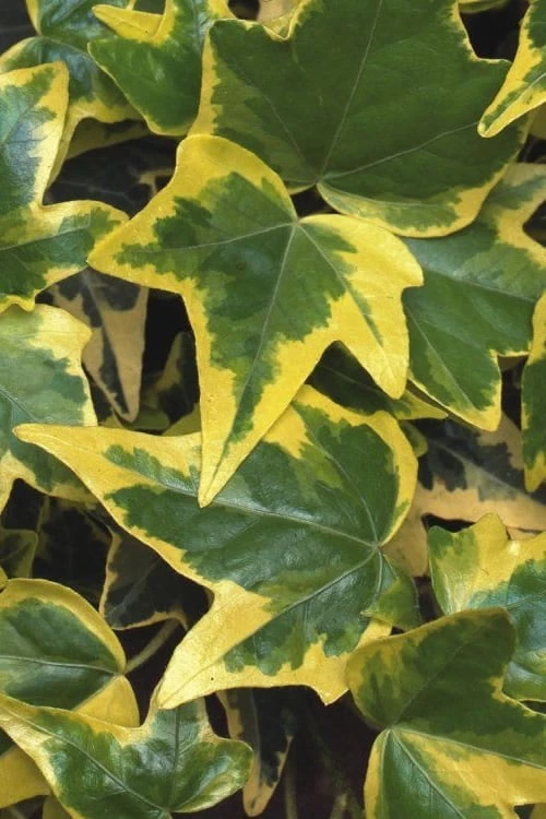 Gold Child Ivy (Hedera Helix) - 6 Pack Of Pint Pots 6 Gold Child Ivy (Hedera Helix) - 6 Pack Of Pint Pots - Image 4
