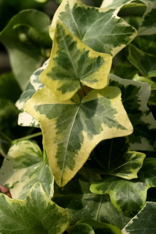 Gold Child Ivy (Hedera Helix) - 6 Pack Of Pint Pots 7 Gold Child Ivy (Hedera Helix) - 6 Pack Of Pint Pots - Image 5