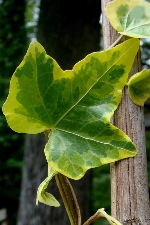 Gold Child Ivy (Hedera Helix) - 6 Pack Of Pint Pots 8 Gold Child Ivy (Hedera Helix) - 6 Pack Of Pint Pots - Image 6