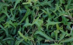 Needlepoint Ivy (Hedera Helix) - 10 Pack Of 4" Pots -Garden Plant Seeds Ivy Needlepoint 50