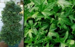 Needlepoint Ivy (Hedera Helix) - 5 Pack Of Pint Pots -Garden Plant Seeds Ivy Needlepoint Combo 1