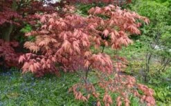 Amber Ghost Japanese Maple - 3 Gallon Pot 10 Amber Ghost Japanese Maple - 3 Gallon Pot -Garden Plant Seeds Japanese Maple Amber Ghost 6