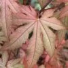 Amber Ghost Japanese Maple - 3 Gallon Pot -Garden Plant Seeds Japanese Maple Amber Ghost10