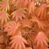Autumn Moon Japanese Maple - 2 Gallon Pot -Garden Plant Seeds Japanese Maple Autumn Moon 2