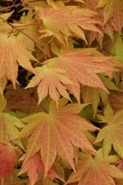 Autumn Moon Japanese Maple - 2 Gallon Pot -Garden Plant Seeds Japanese Maple Autumn Moon 3