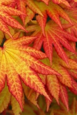 Autumn Moon Japanese Maple - 2 Gallon Pot -Garden Plant Seeds Japanese Maple Autumn Moon 4