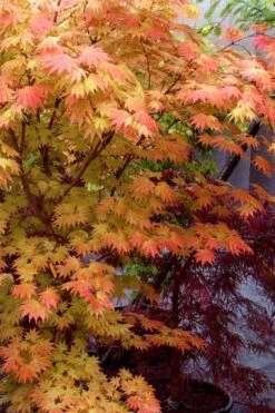 Autumn Moon Japanese Maple - 2 Gallon Pot -Garden Plant Seeds Japanese Maple Autumn Moon 7