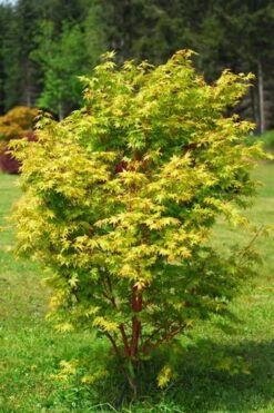 Beni Kawa Coral Bark Japanese Maple - 3 Gallon Pot -Garden Plant Seeds Japanese Maple Beni Kawa 1