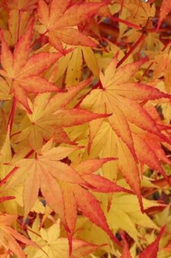 Beni Kawa Coral Bark Japanese Maple - 3 Gallon Pot -Garden Plant Seeds Japanese Maple Beni Kawa 2