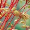 Beni Kawa Coral Bark Japanese Maple - 3 Gallon Pot -Garden Plant Seeds Japanese Maple Beni Kawa 3