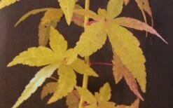 Bihou Yellow Bark Japanese Maple - 3 Gallon Pot 11 Bihou Yellow Bark Japanese Maple - 3 Gallon Pot -Garden Plant Seeds Japanese Maple Bihou Yellow Bark