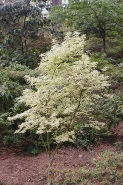 Butterfly Japanese Maple - 5 Gallon Pot 14 Butterfly Japanese Maple - 5 Gallon Pot -Garden Plant Seeds Japanese Maple Butterfly 1