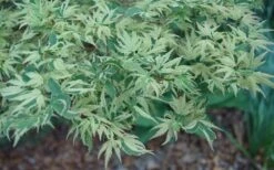 Butterfly Japanese Maple - 1 Gallon Pot -Garden Plant Seeds Japanese Maple Butterfly 3 1