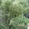Butterfly Japanese Maple - 3 Gallon Pot -Garden Plant Seeds Japanese Maple Butterfly 5 2