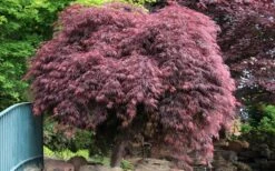 Crimson Queen Dwarf Japanese Maple - 5 Gallon Pot -Garden Plant Seeds Japanese Maple Crimson Queen 22 2