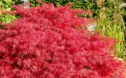 Crimson Queen Dwarf Japanese Maple - 5 Gallon Pot -Garden Plant Seeds Japanese Maple Crimson Queen 51 3