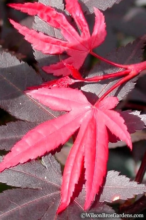 Red 'N Summer Japanese Maple - Acer Palmatum 'Hefner's Red' - 3 Gallon Pot 9 Red 'N Summer Japanese Maple - Acer Palmatum 'Hefner's Red' - 3 Gallon Pot - Image 7