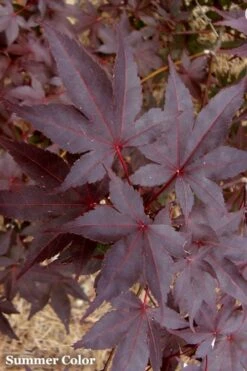 Red 'N Summer Japanese Maple - Acer Palmatum 'Hefner's Red' - 3 Gallon Pot 13 Red 'N Summer Japanese Maple - Acer Palmatum 'Hefner's Red' - 3 Gallon Pot -Garden Plant Seeds Japanese Maple Hefners Red 21