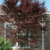Red 'N Summer Japanese Maple - Acer Palmatum 'Hefner's Red' - 3 Gallon Pot -Garden Plant Seeds Japanese Maple Hefners Red Rev 500x750 1