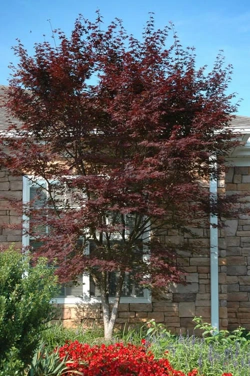 Red 'N Summer Japanese Maple - Acer Palmatum 'Hefner's Red' - 3 Gallon Pot 3 Red 'N Summer Japanese Maple - Acer Palmatum 'Hefner's Red' - 3 Gallon Pot