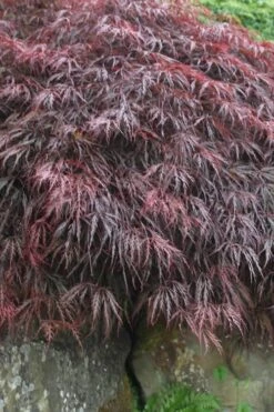 Inaba Shidare Red Japanese Maple - 1 Gallon Pot 10 Inaba Shidare Red Japanese Maple - 1 Gallon Pot -Garden Plant Seeds Japanese Maple Inaba Shidare 5
