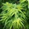 Mikawa Yatsubusa Japanese Maple - 2 Gallon Pot -Garden Plant Seeds Japanese Maple Mikawa Yatsubusa 5
