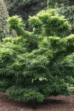 Mikawa Yatsubusa Japanese Maple - 2 Gallon Pot -Garden Plant Seeds Japanese Maple Mikawa Yatsubusa 8