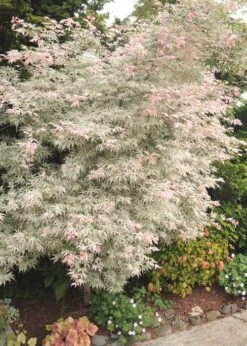 Ukigumo Floating Cloud Ghost Japanese Maple - 3 Gallon Pot (3-3.5') -Garden Plant Seeds Japanese Maple Okigumo 8