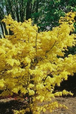 Orange Dream Japanese Maple - 2 Gallon Pot -Garden Plant Seeds Japanese Maple Orange Dream 10