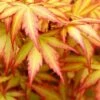 Orange Dream Japanese Maple - 2 Gallon Pot -Garden Plant Seeds Japanese Maple Orange Dream 500x750 1