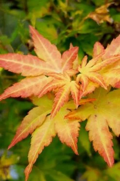 Orange Dream Japanese Maple - 2 Gallon Pot -Garden Plant Seeds Japanese Maple Orange Dream 9