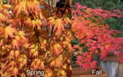 Orange Dream Japanese Maple - 2 Gallon Pot -Garden Plant Seeds Japanese Maple Orange Dream Spring Fall