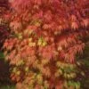 Orange Flame Japanese Maple - 1 Gallon Pot -Garden Plant Seeds Japanese Maple Orange Flame 10