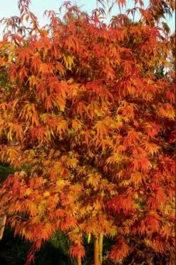 Orange Flame Japanese Maple - 1 Gallon Pot -Garden Plant Seeds Japanese Maple Orange Flame 12