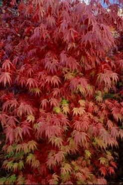 Orange Flame Japanese Maple - 1 Gallon Pot -Garden Plant Seeds Japanese Maple Orange Flame 13