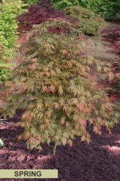 Orange Flame Japanese Maple - 1 Gallon Pot -Garden Plant Seeds Japanese Maple Orange Flame Spring Color