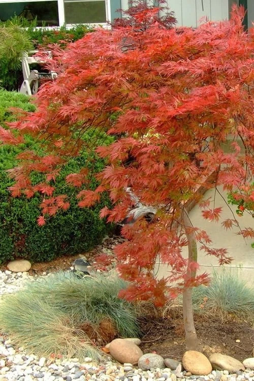 Orangeola Weeping Japanese Maple - 2 Gallon Pot 6 Orangeola Weeping Japanese Maple - 2 Gallon Pot - Image 4