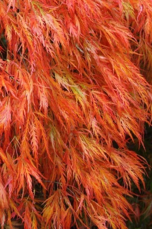 Orangeola Weeping Japanese Maple - 2 Gallon Pot 3 Orangeola Weeping Japanese Maple - 2 Gallon Pot