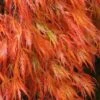 Orangeola Weeping Japanese Maple - 1 Gallon Pot (High Grafted Tree Form) -Garden Plant Seeds Japanese Maple Orangeola 2