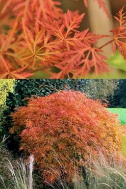 Orangeola Weeping Japanese Maple - 2 Gallon Pot 11 Orangeola Weeping Japanese Maple - 2 Gallon Pot -Garden Plant Seeds Japanese Maple Orangeola 3
