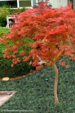 Orangeola Weeping Japanese Maple - 1 Gallon Pot (High Grafted Tree Form) -Garden Plant Seeds Japanese Maple Orangeola High Branch 1